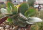 Котиледон (Cotyledon Chocoline Mint Truffles hybrid)
