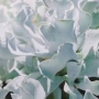 Котиледон (Cotyledon orbiculata cv. Silver Waves)
