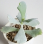 Котиледон (Cotyledon orbiculata cv. Silver Waves)
