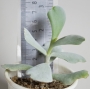 Котиледон (Cotyledon orbiculata cv. Silver Waves)