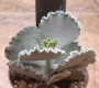 Котиледон (Cotyledon orbiculata v undulata)