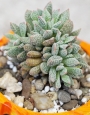 Красула аусенсис (Crassula ausensis ssp. titanopsis)