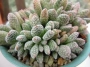 Красула аусенсис (Crassula ausensis ssp. titanopsis)
