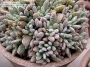 Красула аусенсис (Crassula ausensis ssp. titanopsis)