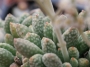 Красула аусенсис (Crassula ausensis ssp. titanopsis)