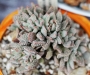 Красула аусенсис (Crassula ausensis ssp. titanopsis)
