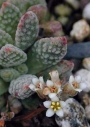 Красула аусенсис (Crassula ausensis ssp. titanopsis)