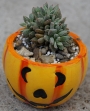 Красула аусенсис (Crassula ausensis ssp. titanopsis)