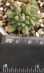 Красула аусенсис (Crassula ausensis ssp. titanopsis)