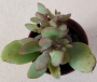 Красула (Crassula)