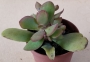 Красула (Crassula)