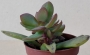Красула (Crassula)