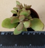 Красула (Crassula)