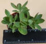 Красула (Crassula)