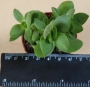 Красула (Crassula)