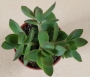 Красула (Crassula)
