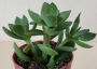 Красула (Crassula)