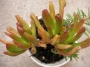 Красула (Crassula argentea Coral, Crassula gollum)