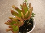 Красула (Crassula argentea Coral, Crassula gollum)