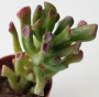 Красула (Crassula argentea Coral, Crassula gollum)