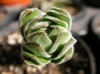 Красула (Crassula buddha temple, Crassula Kimnachi)