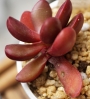 Красула Пахиверия клавата (Crassula clavata Pachyveria clavata)