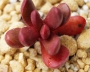 Красула Пахиверия клавата (Crassula clavata Pachyveria clavata)
