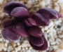Красула Пахиверия клавата (Crassula clavata Pachyveria clavata)