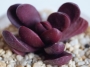 Красула Пахиверия клавата (Crassula clavata Pachyveria clavata)
