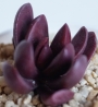 Красула Пахиверия клавата (Crassula clavata Pachyveria clavata)