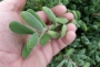 Красула (Crassula rogersii)
