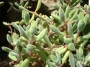 Красула (Crassula rogersii)