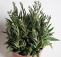 Красула (Crassula exilis subsp. picturata)