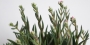Красула (Crassula exilis subsp. picturata)