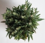 Красула (Crassula exilis subsp. picturata)