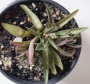 Красула (Crassula exilis subsp. picturata)