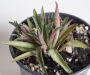 Красула (Crassula exilis subsp. picturata)