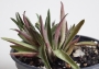 Красула (Crassula exilis subsp. picturata)