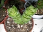 Красула (Crassula lycodioides)