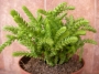 Красула (Crassula muscosa var. pseudolycopodiodes)