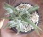 Красула (Crassula mesembryanthemoides Hispida)