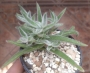 Красула (Crassula mesembryanthemoides Hispida)