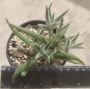 Красула (Crassula mesembryanthemoides Hispida)