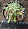 Красула (Crassula mesembryanthemoides Hispida)