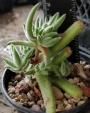Красула (Crassula mesembryanthemoides Hispida)