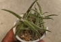 Красула (Crassula mesembryanthemoides Hispida)