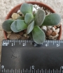 Красула (Crassula Morgans Beauty)