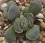 Красула (Crassula Morgans Beauty)