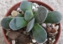 Красула (Crassula Morgans Beauty)