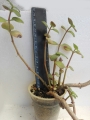 Красула (Crassula multicava)